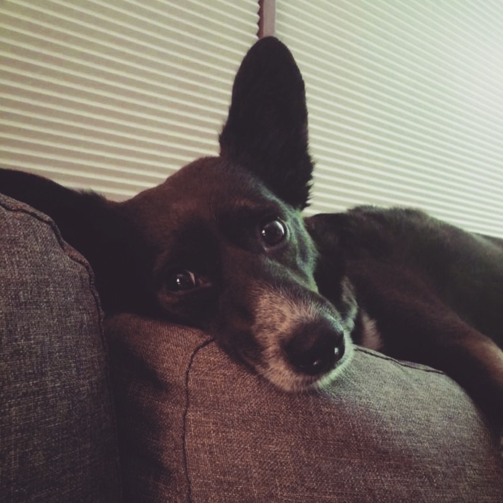 Meet your Posher, Niah